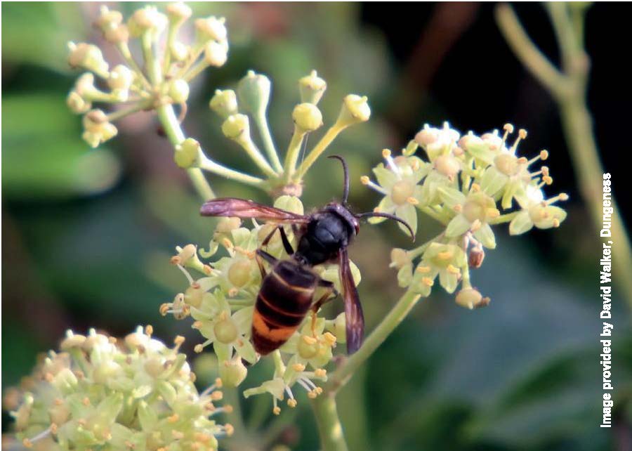 Asian Hornet invasion – public warning and information
